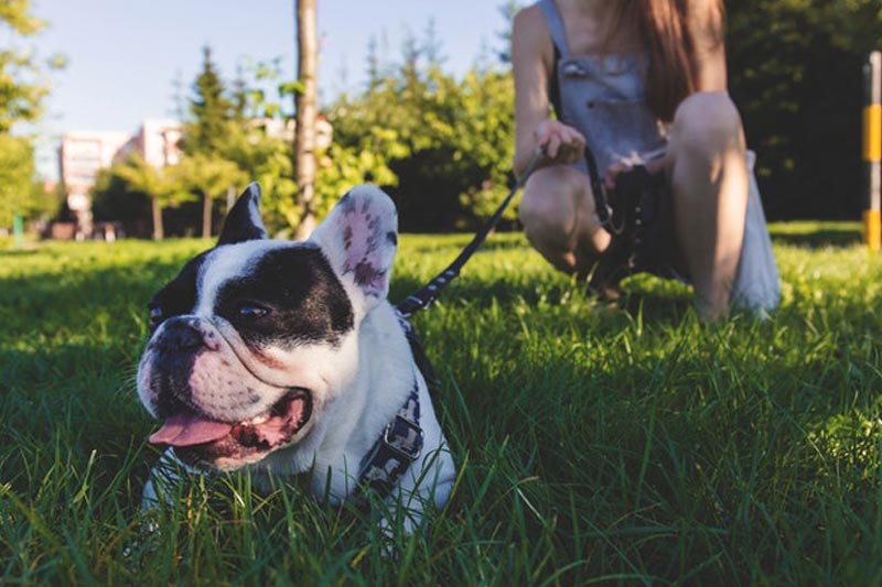 Koliko francuski buldog treba da vežba