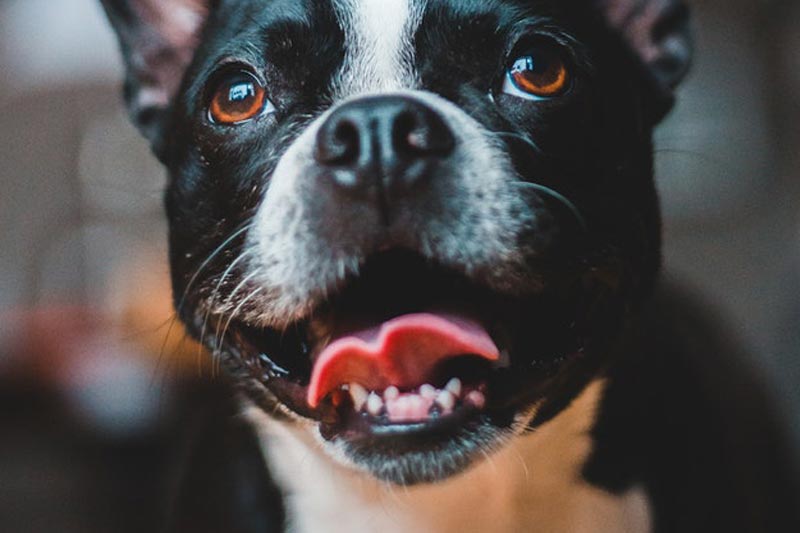 Zašto moj francuski buldog ima loš zadah